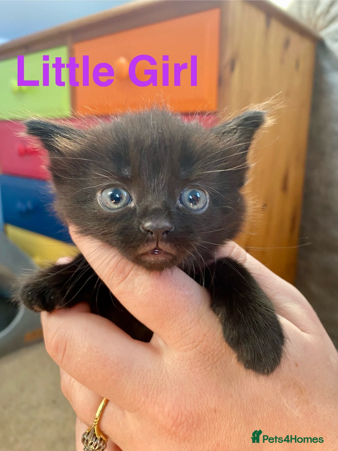 Maine Coon cats for sale: MaineCoon Cross Kittens - Image 6