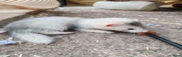 Ferret rodents for sale: Ferrets for sale in Birkenhead - Advert 10