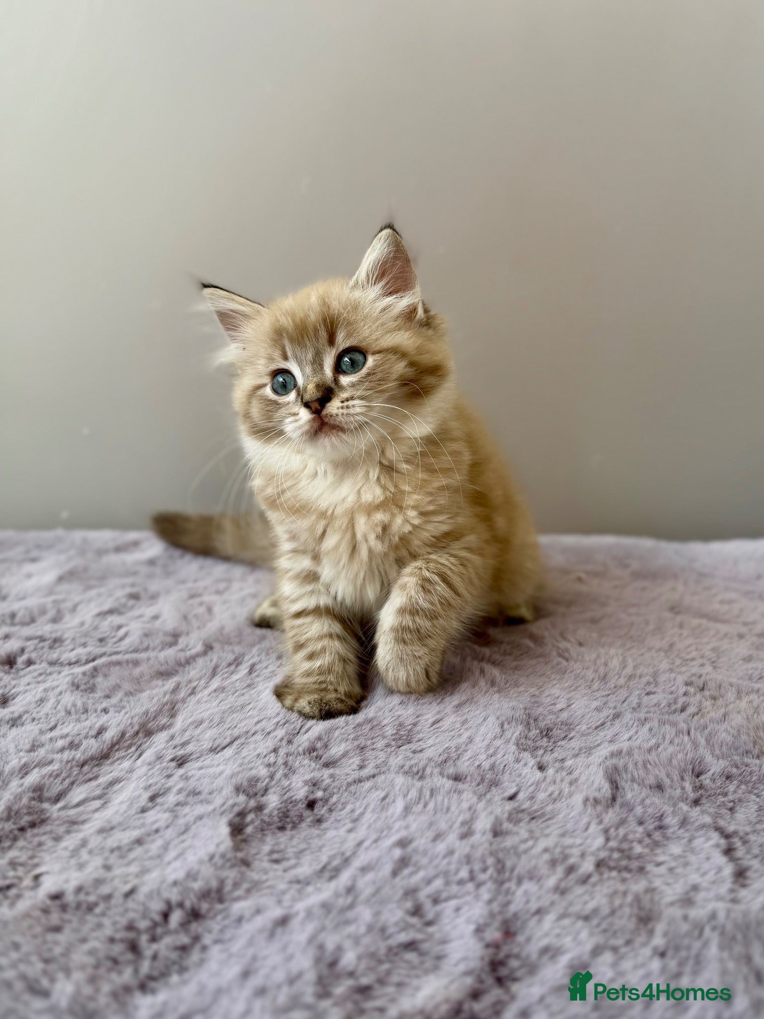 Ragdoll cats TICA registered cherubim ragdoll kittens - Advert 2