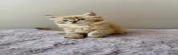 Ragdoll cats for sale: TICA registered cherubim ragdoll kittens - Advert 2