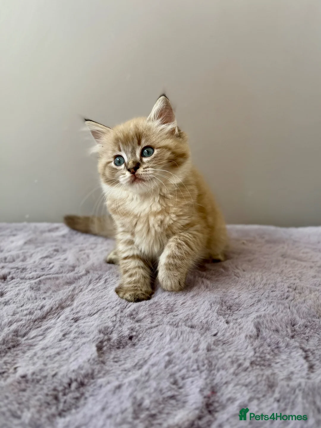 Ragdoll cats for sale: TICA registered cherubim ragdoll kittens - Advert 2