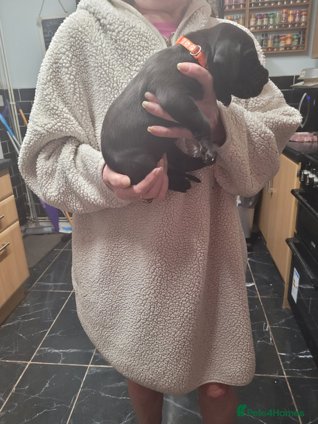 Great Dane dogs for sale: Magnificent litter of black great dane puppies - Advert 12