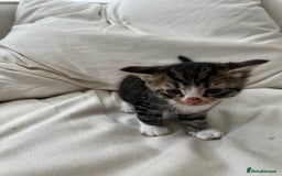 Mixed Breed cats for sale: Ready to go next week! cream tabby kittens - Image 13
