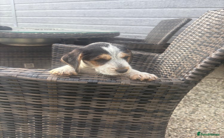 Jack Russell dogs - Advert 1