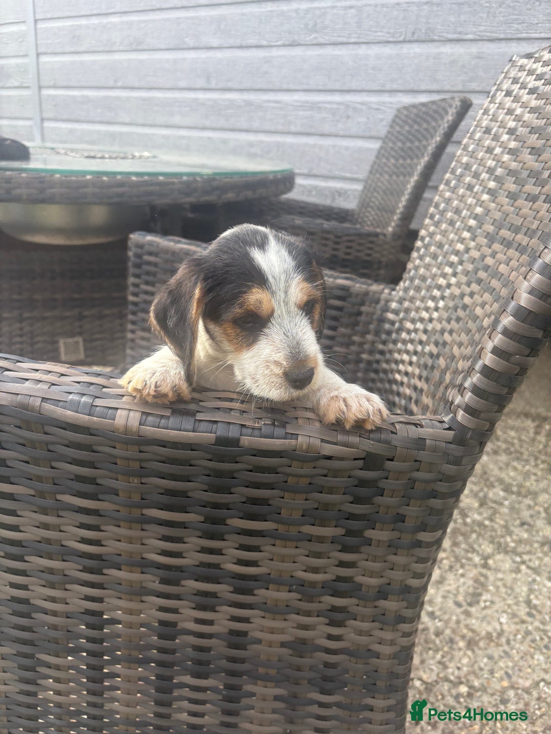 Jack Russell dogs for sale: Jack Russell puppy - Image 1