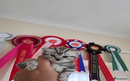 British Shorthair cats for sale: Silver Tabby kitten with his mother  - Image 24