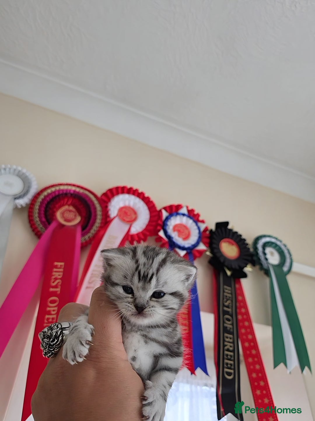 British Shorthair cats for sale: Silver Tabby kitten with his mother  - Image 24