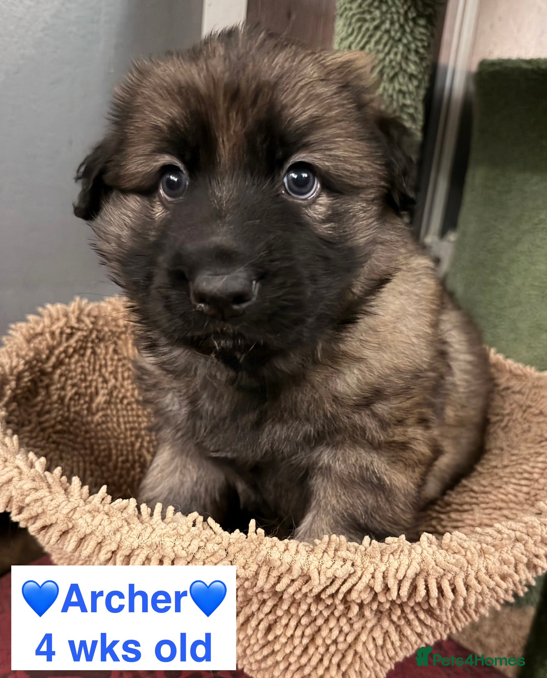 German Shepherd dogs 🐶🐶LAST REMAINING German Shepherd Puppy🐶🐶 - Advert 10