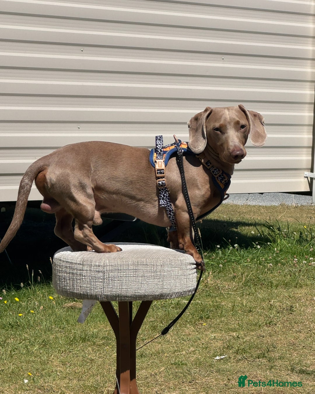 Miniature Dachshund dogs for stud: Isabella miniature dachshund (stud) - Advert 2