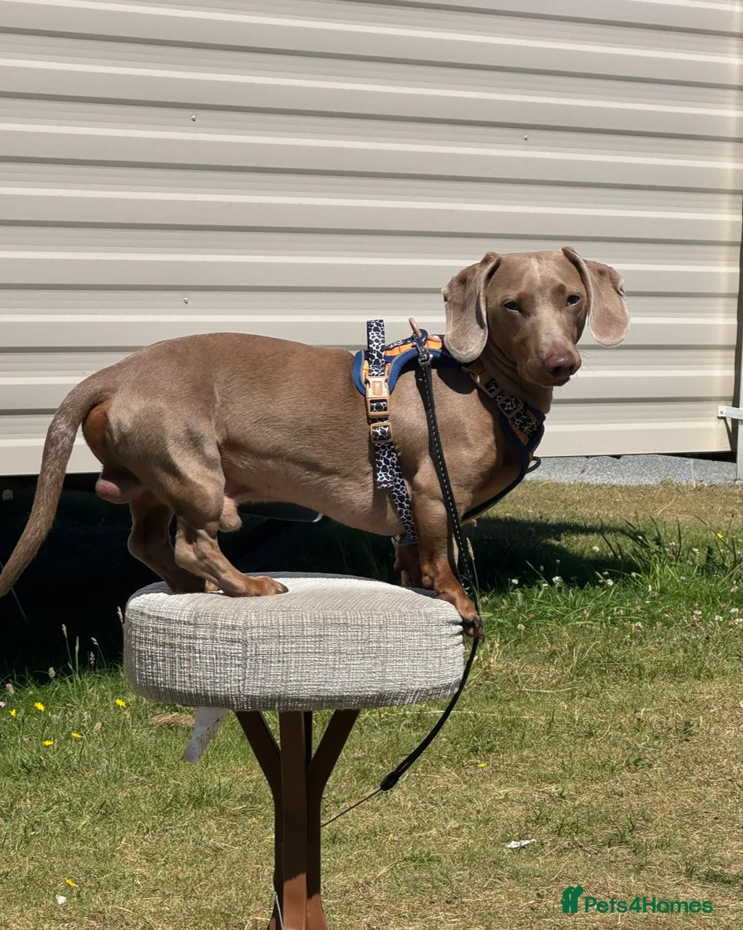 Miniature Dachshund dogs for stud: Isabella miniature dachshund (stud) - Advert 2