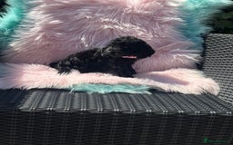 Cockapoo dogs for sale: Stunning Cockerpoo’s available  - Image 7