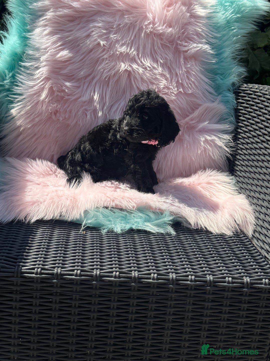 Cockapoo dogs for sale: Stunning Cockerpoo’s available  - Image 7