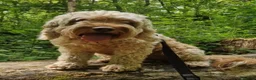 Cockapoo dogs for sale: 🐶💕 F1B COCKERPOO PUPPIES HAVE ARRIVED! 💕 - Advert 1