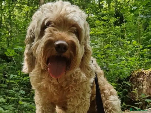 Cockapoo dogs 🐶💕 F1B COCKERPOO PUPPIES HAVE ARRIVED! 💕 - Advert 2