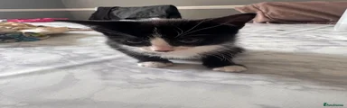 Mixed Breed Kitten 1