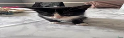 Mixed Breed cats for sale: Kittens for sale in London - Advert 4