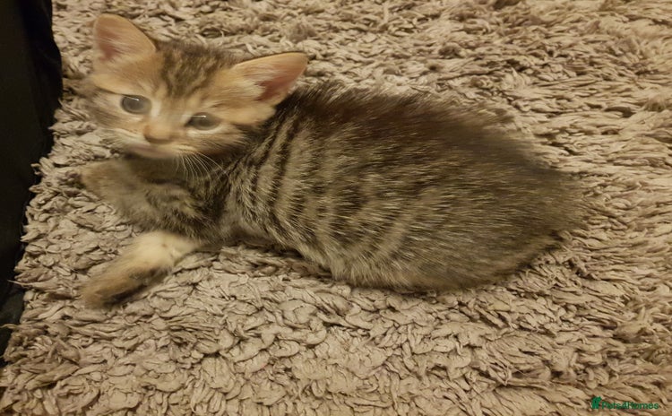 Mixed Breed cats - Advert 1