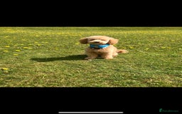 Toy Poodle dogs for stud: KC registered. GENETIC & HEALTH TESTED. in Wigan - Image 18