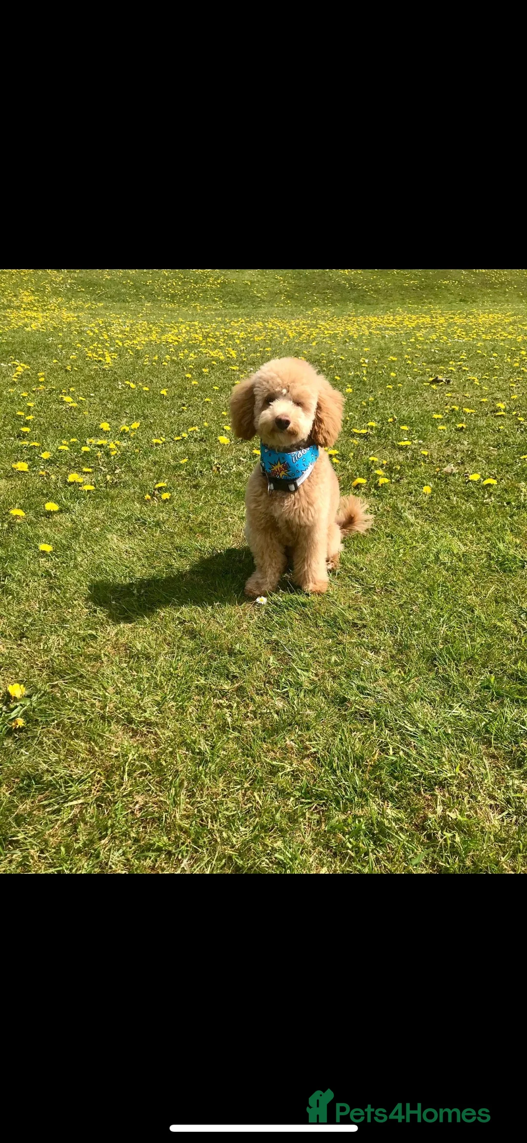 Toy Poodle dogs for stud: KC registered. GENETIC & HEALTH TESTED. in Wigan - Advert 18