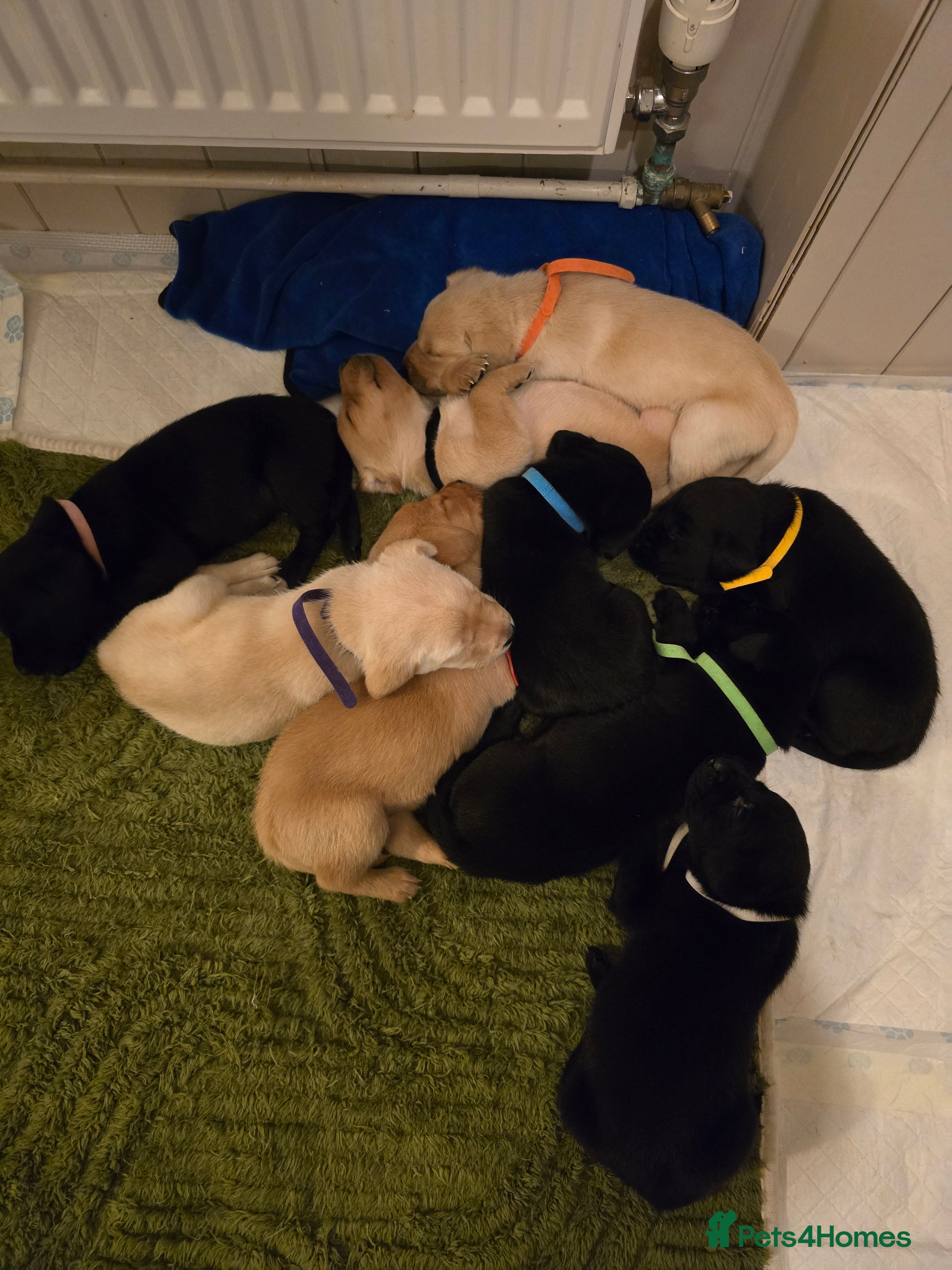 Labrador Retriever dogs Yellow and Black Labrador Puppies - Advert 2