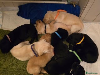 Labrador Retriever dogs Yellow and Black Labrador Puppies - Advert 2
