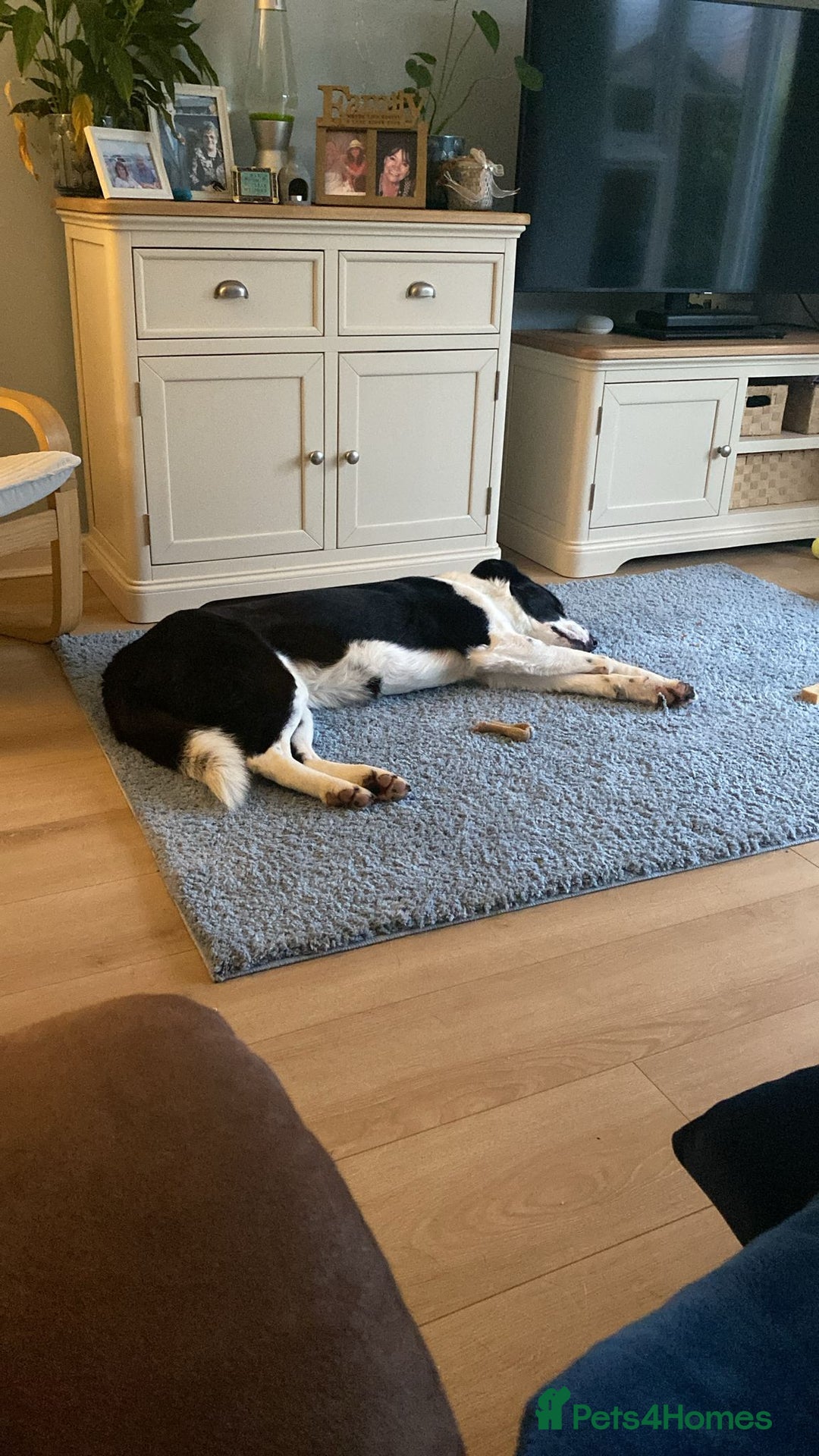 Mixed Breed dogs for adoption: 🐾 Meet Nala 🐾 - a loyal girl - for a Loving Home - Advert 3