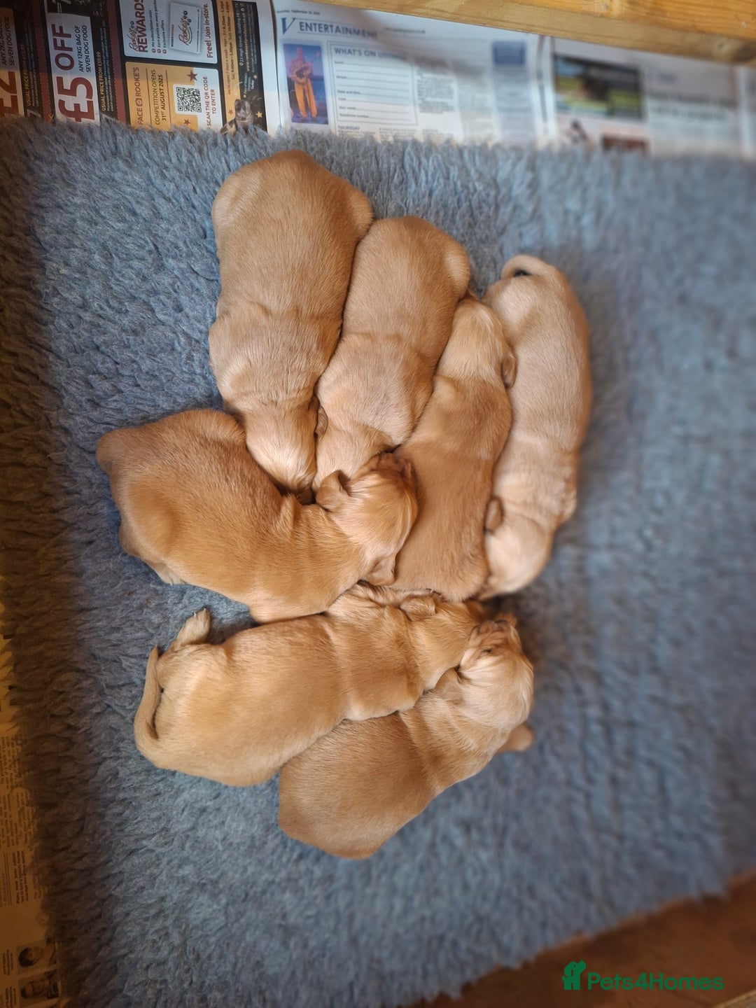 Golden Retriever dogs for sale: Working golden retriever puppies for sale  - Image 6