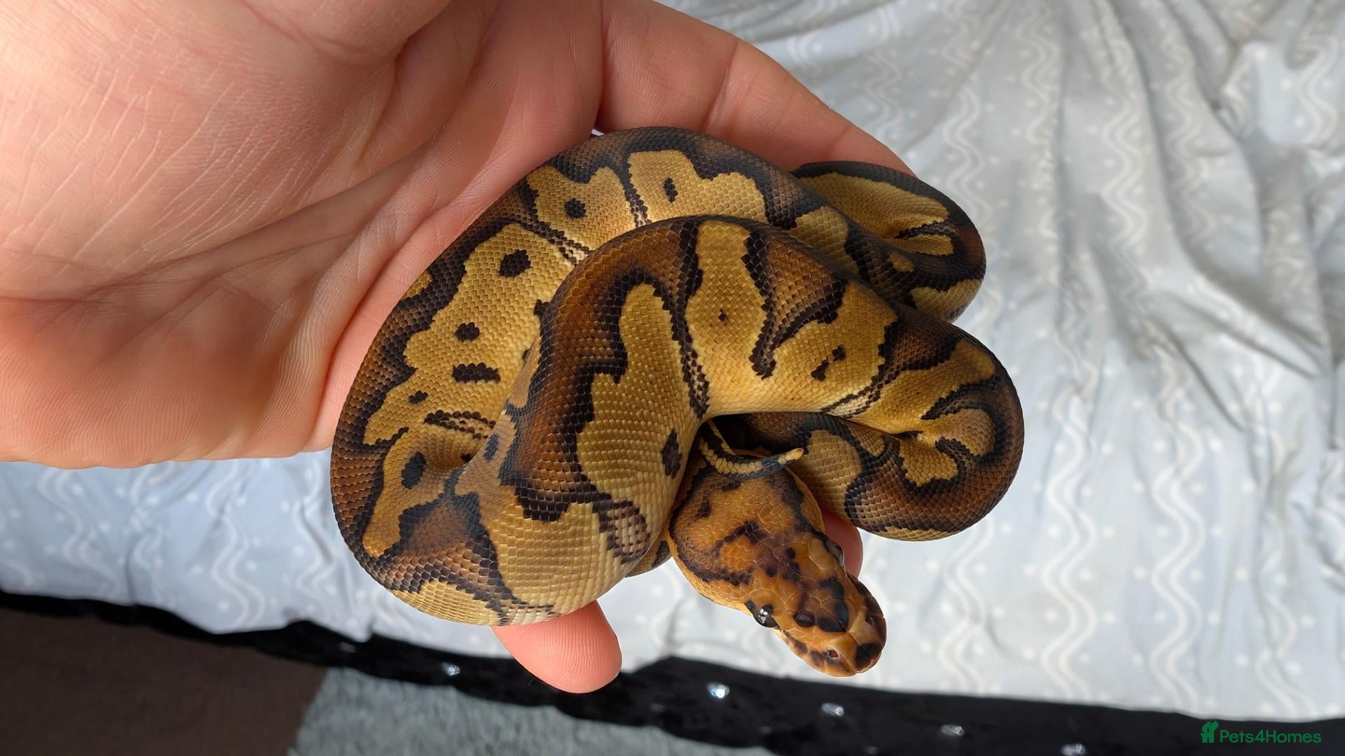Python Snake reptiles for sale: Ball Python Baby  - Advert 21