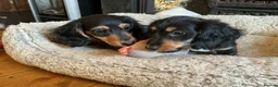 Miniature Dachshund dogs for sale: KC reg mini longhaired dachshund pups 1 girl2xboys - Advert 35