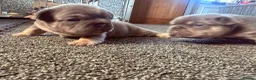 French Bulldog dogs for sale: 🐾 Outstanding litter of 6 🐾 - Advert 27