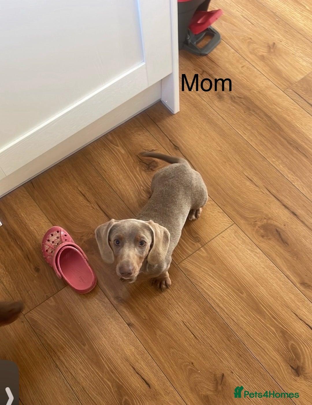 Miniature Dachshund dogs for sale: Beautiful babies ready for there5⭐️ home - Advert 18