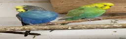 Budgerigars birds for sale: Adult budgies for sale , ready now  - Advert 3