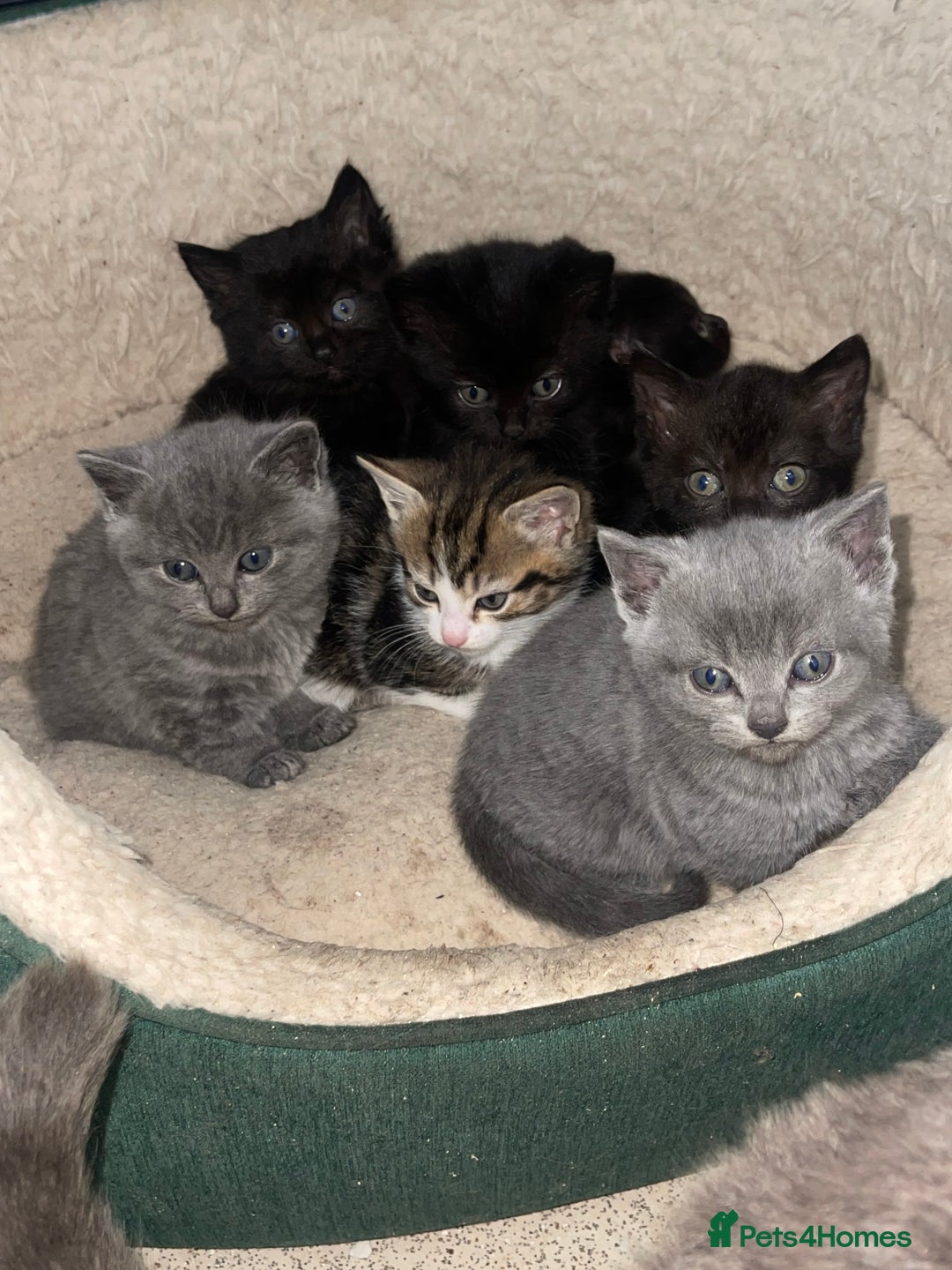British Shorthair cats for sale: BSH kittens - Advert 3