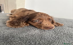 Cocker Spaniel dogs for sale: Cocker spaniel puppies  - Image 7