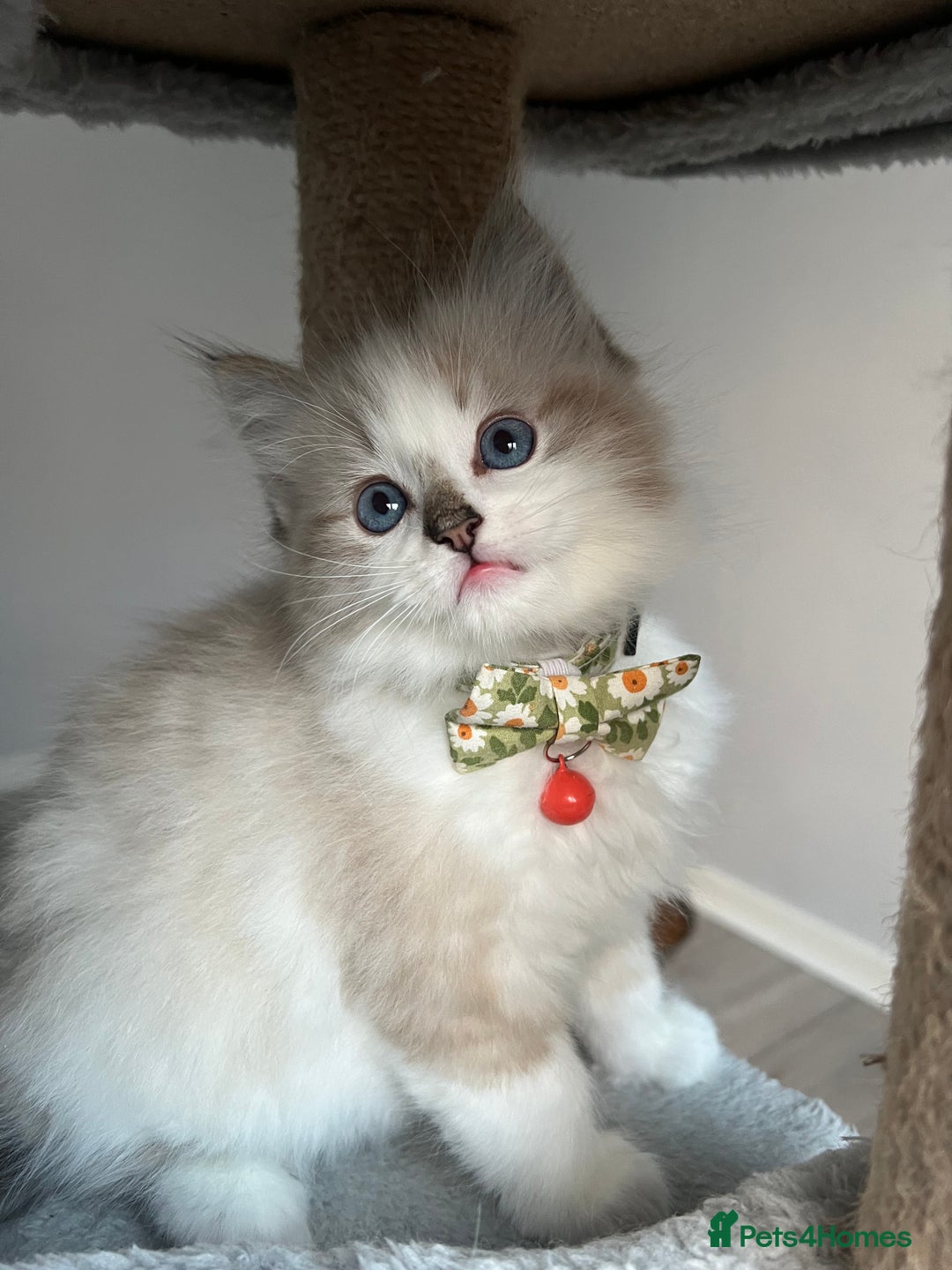 Ragdoll cats for sale: Registered Ragdolls kittens for sale LAST BOY - Advert 33
