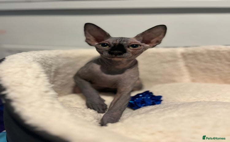 Sphynx cats - Advert 1