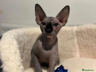 Sphynx cats - Advert 1