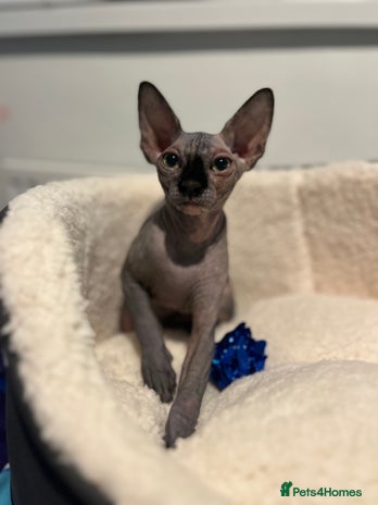 Sphynx cats - Advert 1