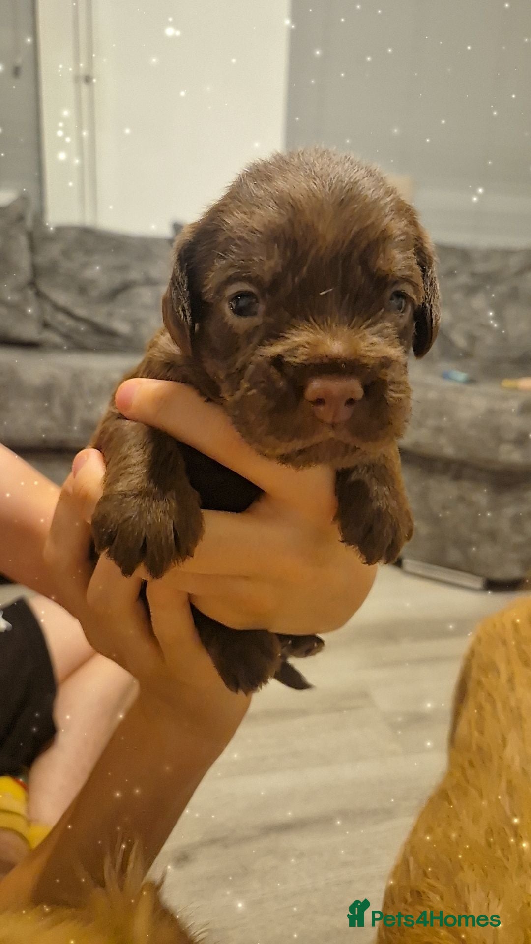 Cockapoo dogs Beautiful Cockapoo puppies - Advert 1