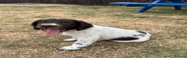 English Springer Spaniel 2