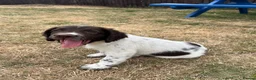 English Springer Spaniel dogs for sale: Springer Spaniels - Advert 14