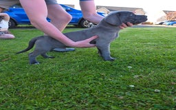 Cane Corso dogs for sale: Cane corso puppies  - Image 7