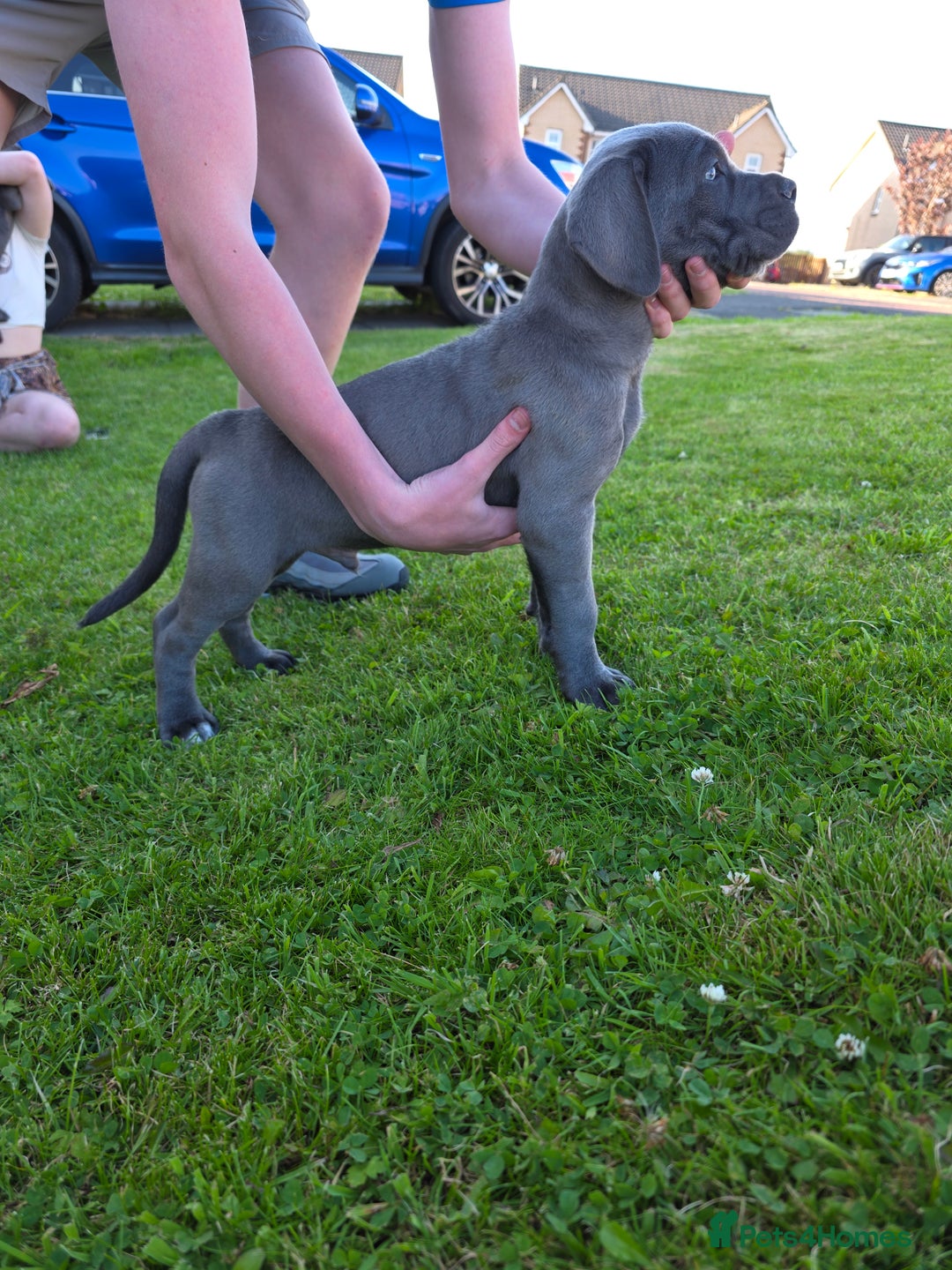 Cane Corso dogs for sale: Cane corso puppies  - Image 7