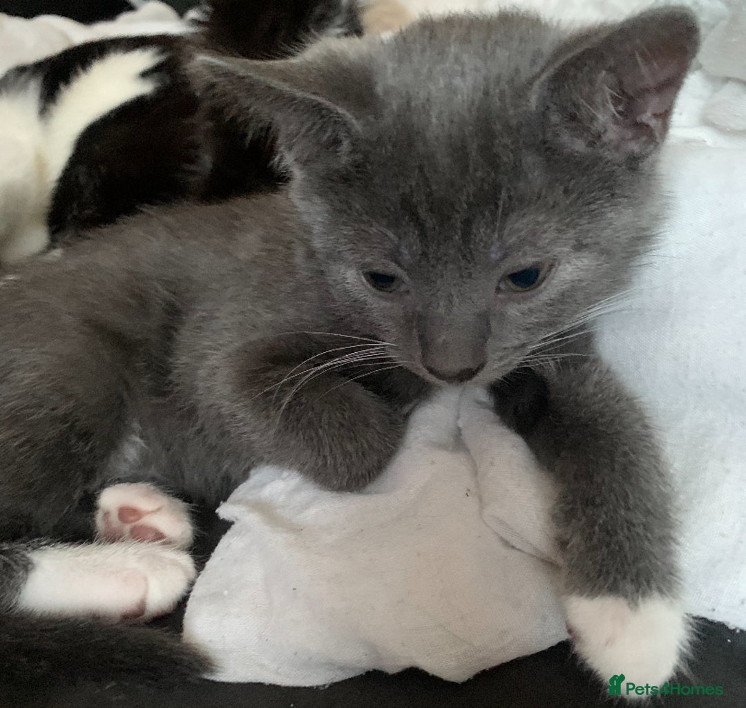 Mixed Breed cats for sale: Ragdoll, Russian blue & tuxedo kitten - Image 7