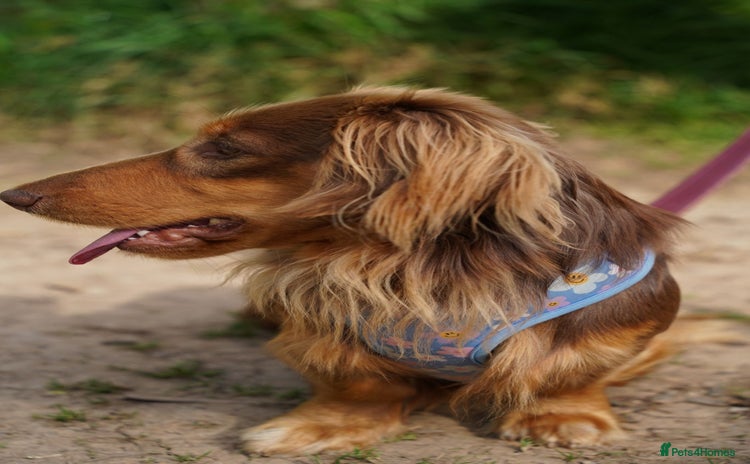 Miniature Dachshund dogs - Advert 13