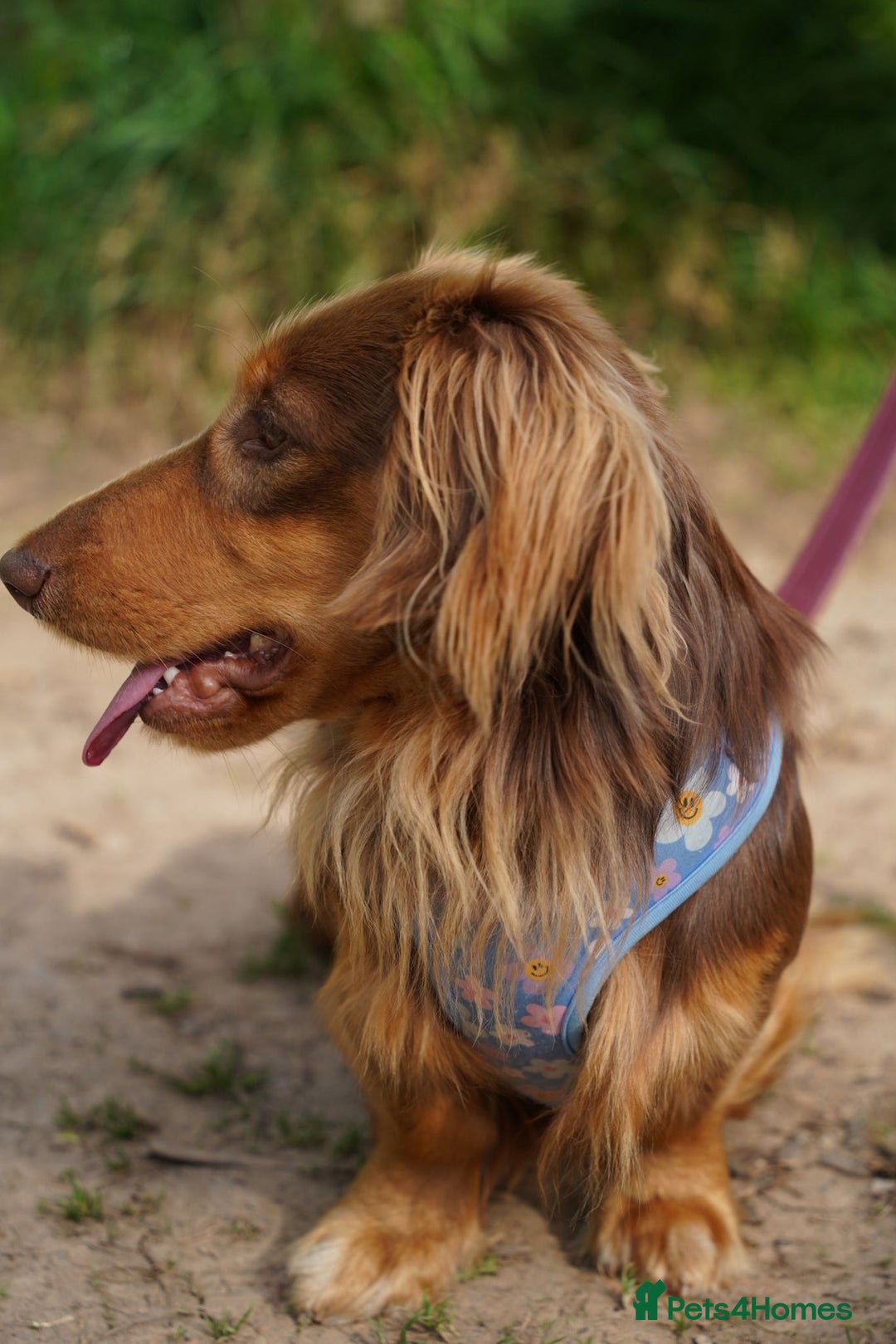 Miniature Dachshund dogs for stud: Ralph  - Image 1