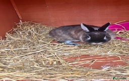 Netherland Dwarf rabbits for sale: Netherland dwarf  - Image 2