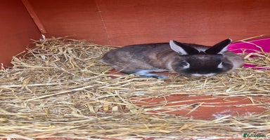 Netherland Dwarf rabbits - Advert 4