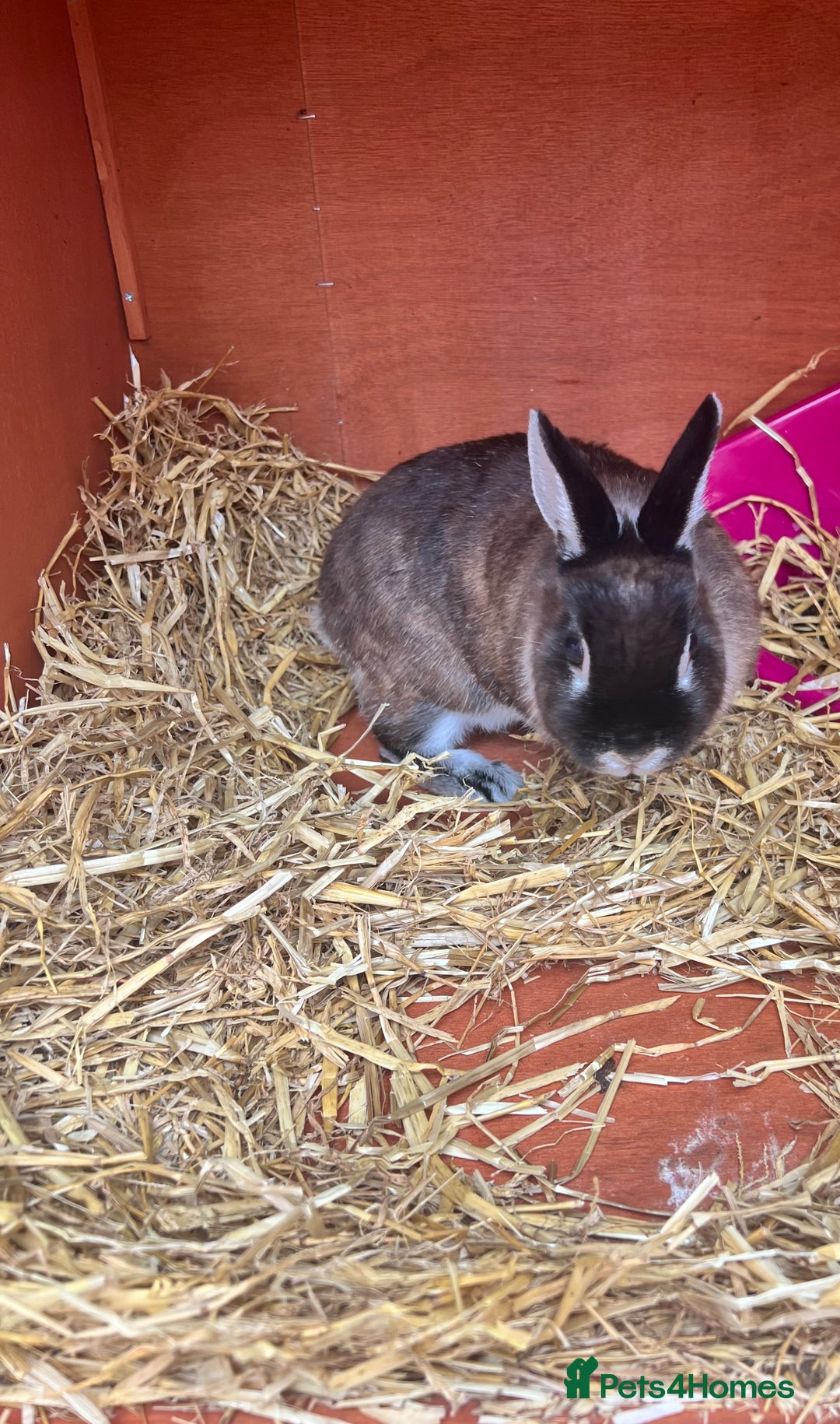 Netherland Dwarf rabbits for sale: Netherland dwarf  - Image 2