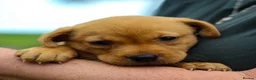 Labrador Retriever dogs for sale: Fox Red Labradors Available in Oswestry - Advert 4